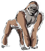 dream of gorillr a great ape